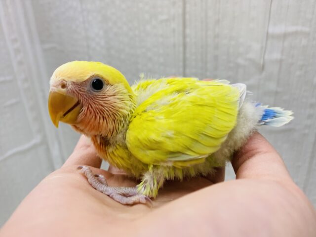 コザクラインコ（小桜インコ）