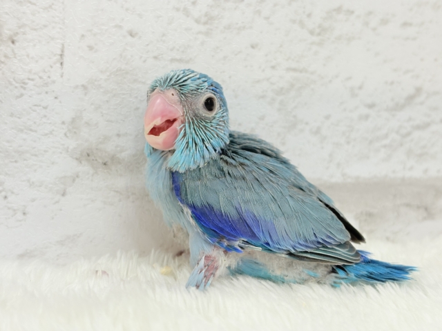 【最新画像更新🪄もうすぐひとり餌☆】存在感は大型並!??恐竜マメたん🦕⋆͛マメルリハ(ブルー) 男の子 ヒナ マメルリハ