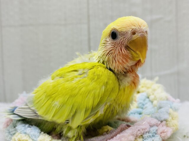 ☀️おひさまカラーの甘えん坊💕コザクラインコのゴールデンチェリー❗️