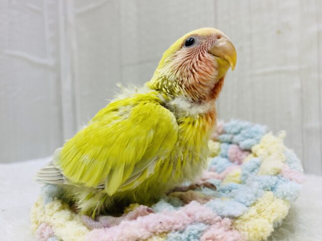 コザクラインコ（小桜インコ）