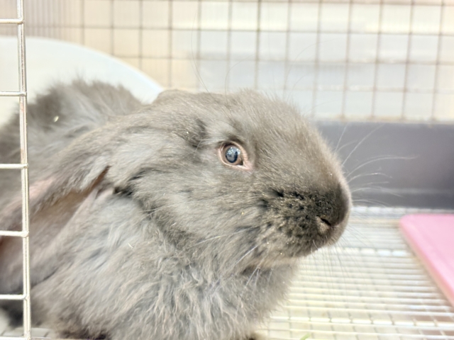 フレミッシュジャイアント