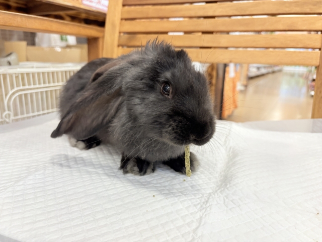 フレミッシュジャイアント