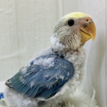 まだら模様は世界にひとつだけの証❣️コザクラインコ（ブルーチェリーパイド）🫐