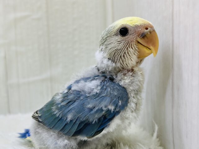 まだら模様は世界にひとつだけの証❣️コザクラインコ（ブルーチェリーパイド）🫐