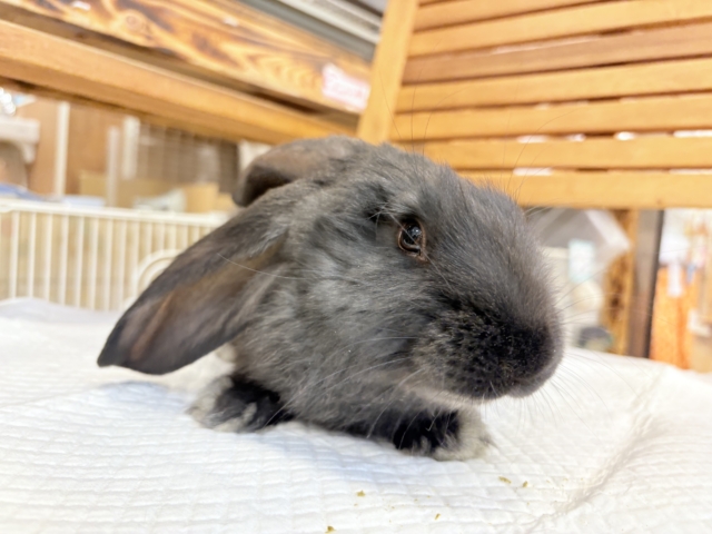 フレミッシュジャイアント