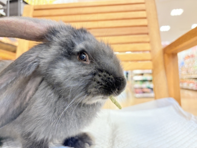 フレミッシュジャイアント