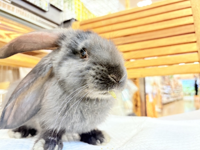 フレミッシュジャイアント