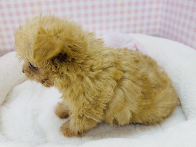 最新📷羊のようなチワプーの男の子! チワプー