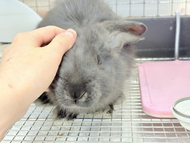 フレミッシュジャイアント