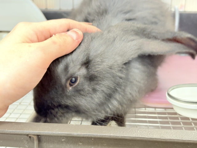 フレミッシュジャイアント