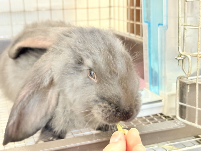 フレミッシュジャイアント