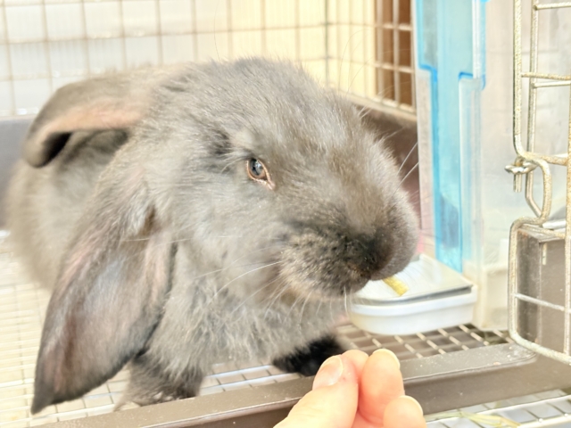 フレミッシュジャイアント