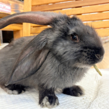 【動画更新🪄】BIGBABY🐰🍼優しさの塊ちゃん♡フレミッシュジャイアント(ブラック) 女の子