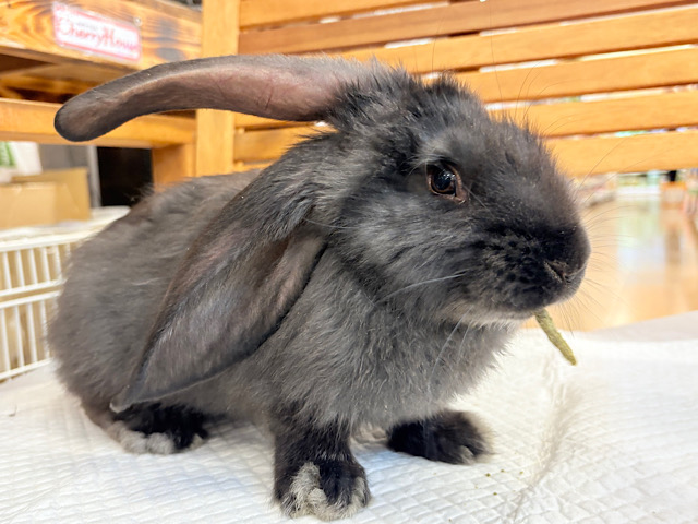 BIGBABY🐰🍼優しさの塊ちゃん♡フレミッシュジャイアント(ブラック) 女の子