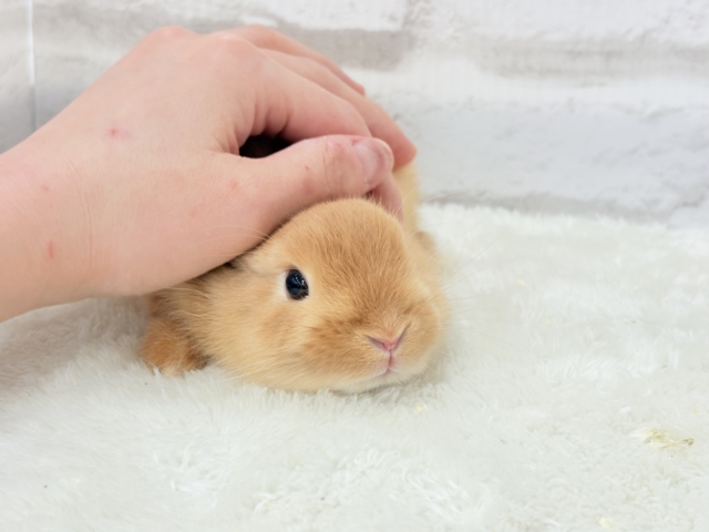 ネザーランドドワーフ