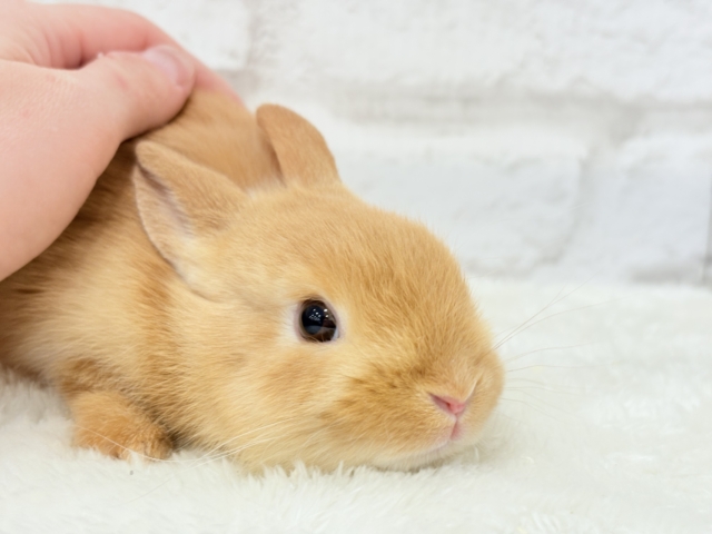 ネザーランドドワーフ