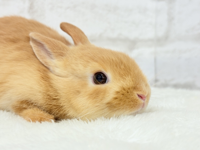 最新画像更新🪄】僕の可愛さは世界1だよ🐰👑🧡ネザーランドドワーフ