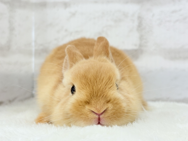 ネザーランドドワーフ