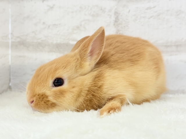 ネザーランドドワーフ