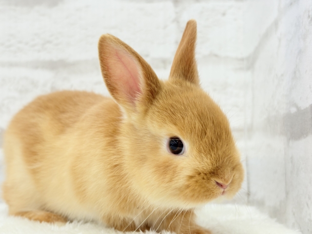 ネザーランドドワーフ