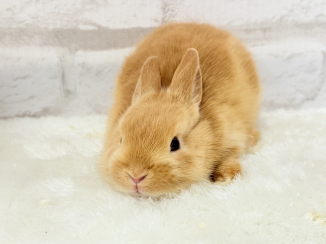 ネザーランドドワーフ