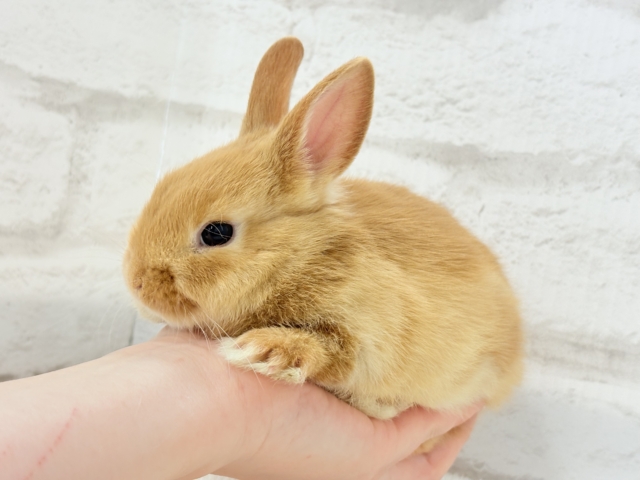 ネザーランドドワーフ