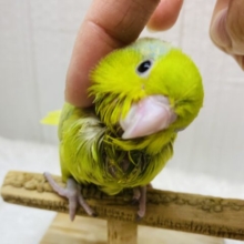 最新画像有ります‼️優しめイエローとブルーが素敵です✨マメルリハヒナさんアメリカンイエロー