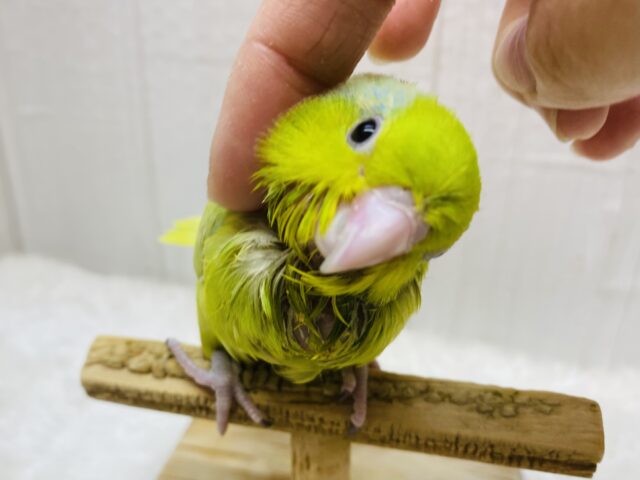 最新画像有ります‼️優しめイエローとブルーが素敵です✨マメルリハヒナさんアメリカンイエロー