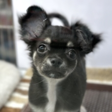 3/31最新🎥おてんばガール🖤ロングコートチワワ（ブラック&タン）2025年12月13日生まれ　女の子