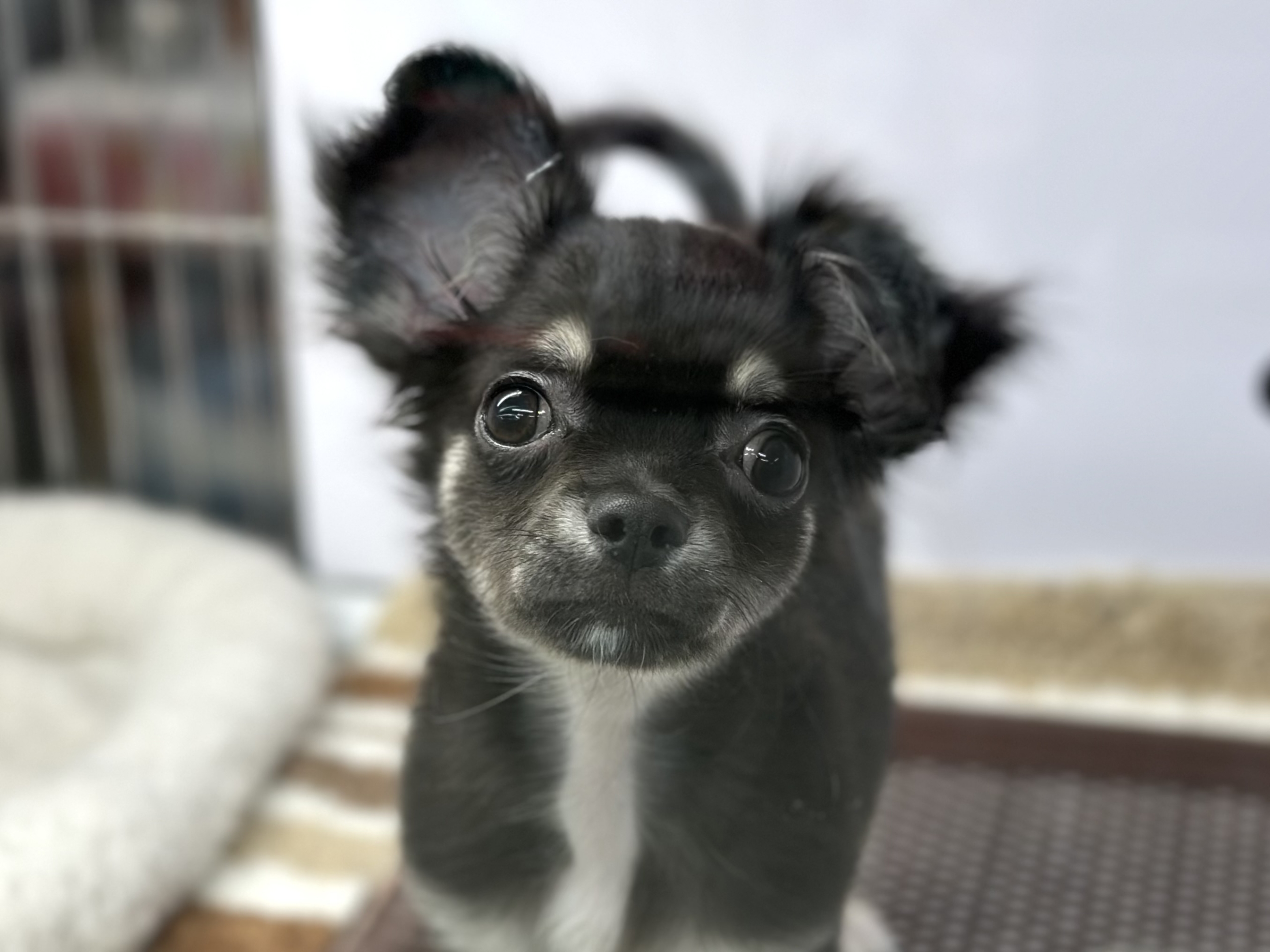 3/31最新🎥おてんばガール🖤ロングコートチワワ（ブラック&タン）2025年12月13日生まれ　女の子