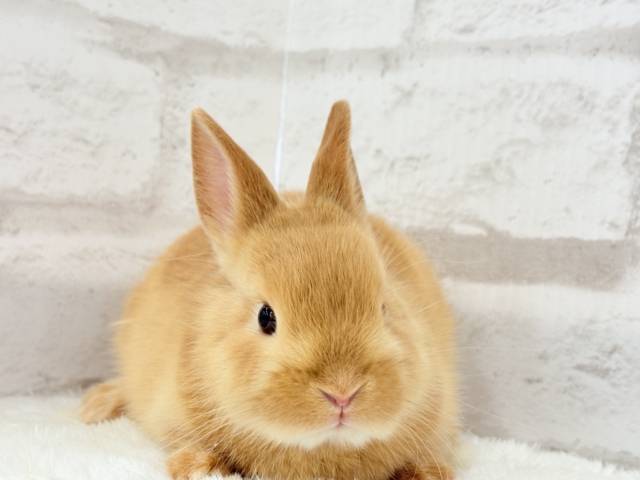 ネザーランドドワーフ