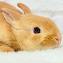 【最新画像・動画更新🪄】僕の可愛さは世界１だよ🐰👑🧡ネザーランドドワーフ(オレンジ) 男の子