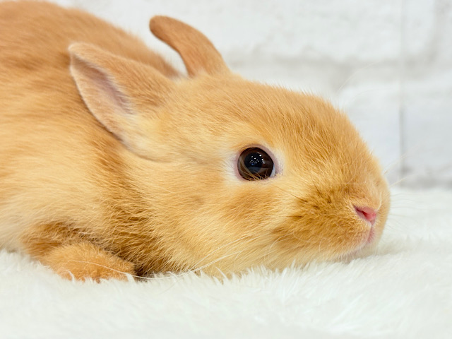 【最新画像・動画更新🪄】僕の可愛さは世界１だよ🐰👑🧡ネザーランドドワーフ(オレンジ) 男の子