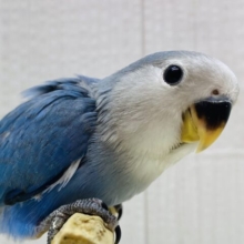 最新画像有ります❗️キリッとブルーでキメちゃうよ〜😎✨コザクラインコのブルーチェリー💜