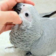 【最新画像更新🪄もうすぐひとり餌‪☆】極上の甘さに要注意🦜💖ヨウム(男の子)