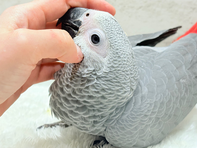 【最新画像更新🪄もうすぐひとり餌‪☆】極上の甘さに要注意🦜💖ヨウム(男の子)