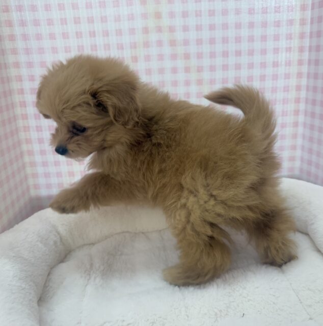 最新📷ふわふわ〜☁️ポメプーの女の子 ポメプー