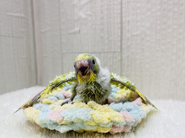 セキセイインコ