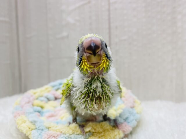セキセイインコ