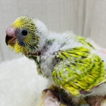 ワタワタに包まれた元気っ子⭐️セキセイインコのスパングル💫