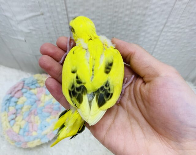 セキセイインコ