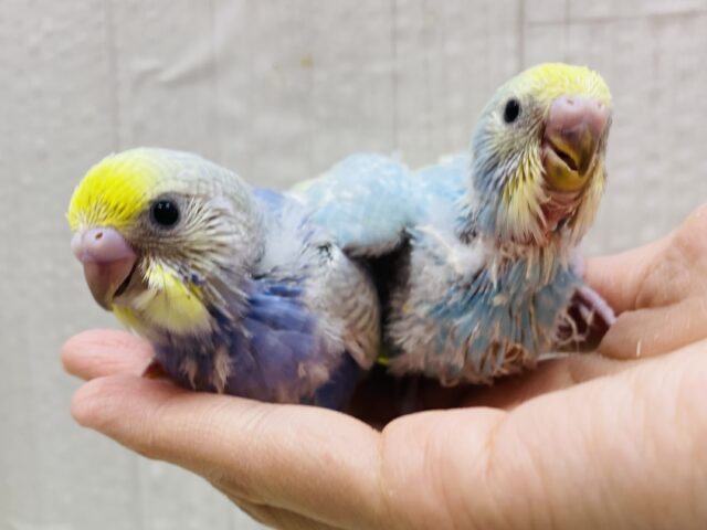 セキセイインコ