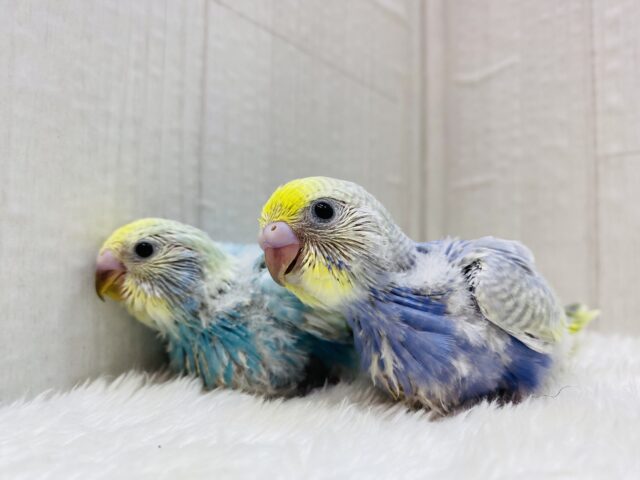セキセイインコ