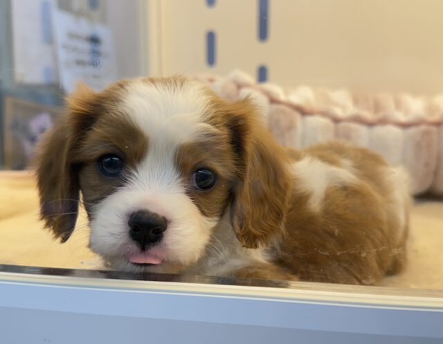 可愛すぎるーっっ!キャバリアくん❣️ キャバリア・キングチャールズ・スパニエル