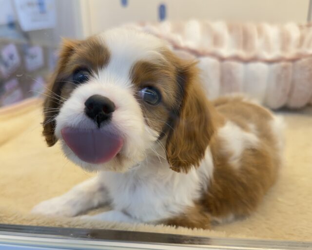 キャバリア・キングチャールズ・スパニエル