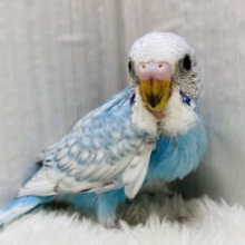 ブルーエンジェル🩵👼セキセイインコのスパングル🪽