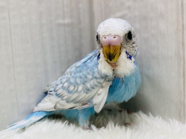 ブルーエンジェル🩵👼セキセイインコのスパングル🪽