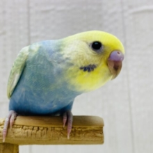 最新画像あります🩷🌸見ているだけで春が訪れます🌷セキセイインコのパステルカラーレインボー🫧‪