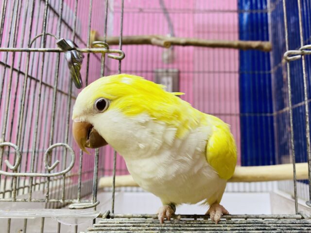 オキナインコ