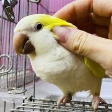 最新画像・動画あります⭐️ヒナ餌卒業🎓ワキワキダンス〜💕優しいクリームが可愛すぎる！オキナインコのクリーム❤️